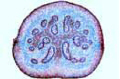 Pteridium slide, of rhizome with dictyostele