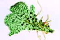 Fern prothallium slide