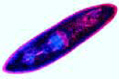 Planaria slide, selected specimen stained for general study