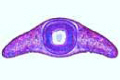 Planaria, t.s. through the body in region of pharynx