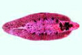 Fasciola hepatica slide (Distomum hepaticum)