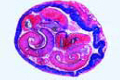 Schistosoma mansoni, t.s. of adult male and female