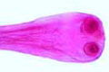 Dipylidium caninum slide, w.m. of scolex