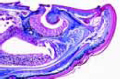 Tropidonotus slide, Jacobson’s organ (vomeronasal organ)