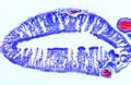 Lacerta slide, lung