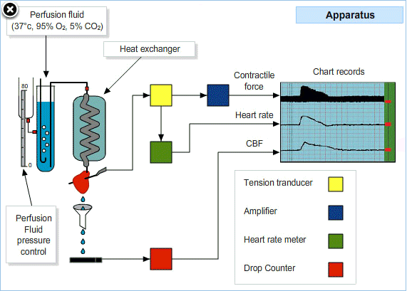 Langendorff Apparatus Screen