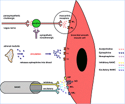 Respiratory Pharmacology