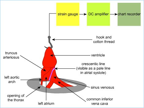 Preparation Diagram
